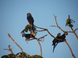Arararas do Pantanal
